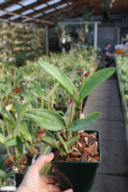 Cattleya Monte Elegante.jpg