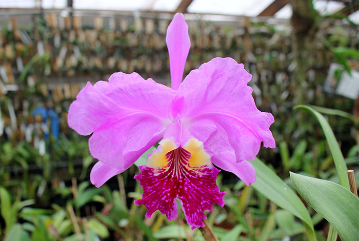 Cattleya lueddemanniana tipo 'Royal Flash' x Cattleya lueddemanniana tipo 'Drago'.jpg