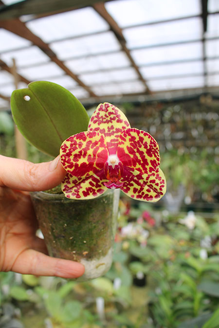 Phalaenopsis (Fortune Buddha x Haur Jin Diamond) x (Ching Her Buddha x Tai-Yi Yellow Bird).jpg