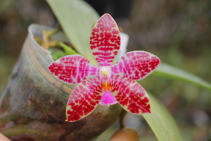 Phalaenopsis Joey (gigantea x lueddemanniana).jpg