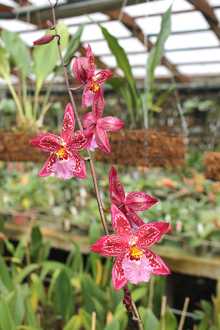 Vuylstekeara Yokara 'Perfection' x Oncidium leucochillum.jpg