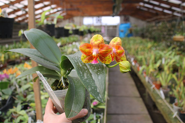 Phalaenopsis Tong Yi Yu Shiou.jpg