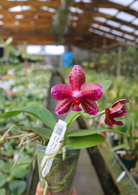 Phalaenopsis Mituo Sun 'Mituo #1' x Ld's Bear King 'YK-10'.jpg