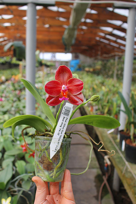 Phalaenopsis Mituo Sun 'Mituo #1' x Ld's Bear King 'YK-10'.jpg