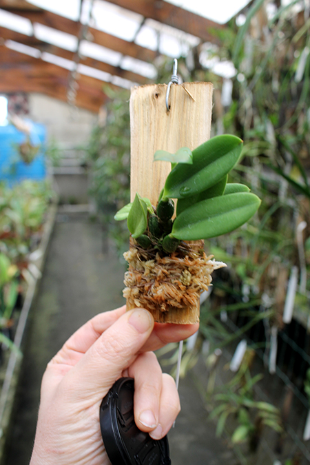 Laelia pumila alba.jpg