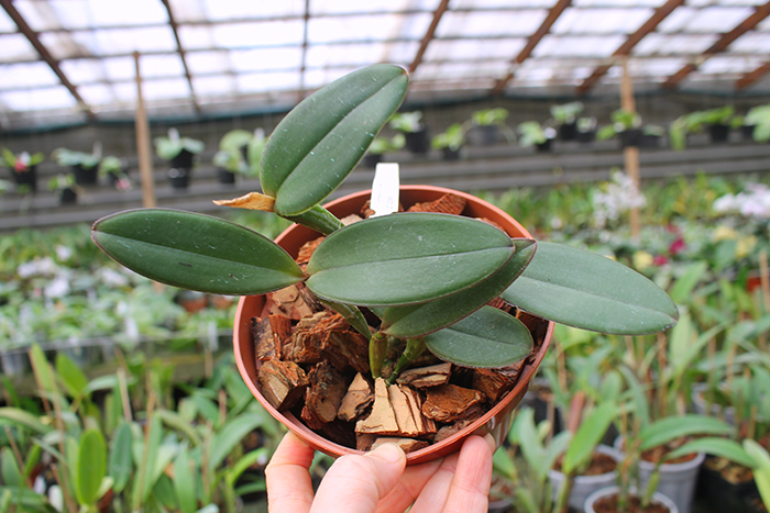 Cattleya schilleriana 'Sublime' x 'Preciosa'.jpg