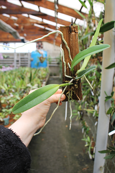 Cattleya maxima semi alba.jpg