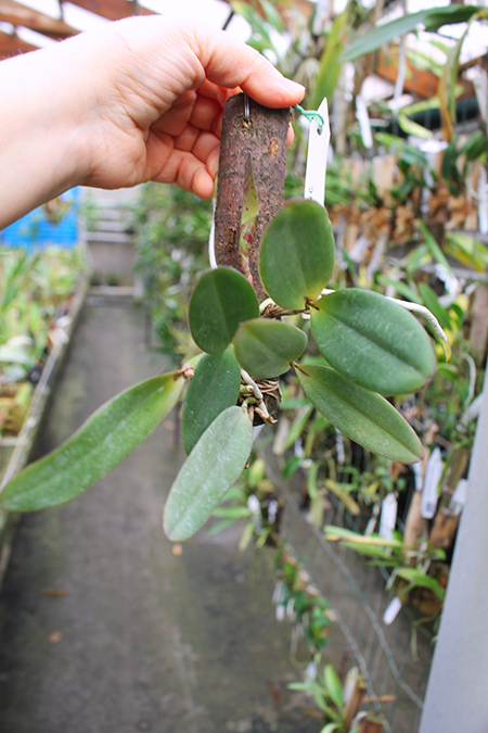 Cattleya schilleriana x Cattleya Peckhaviensis.jpg