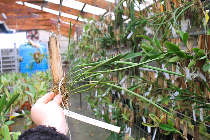 Cattleya guttata verde sem pintas 'AWZ' (54-12) x Brassavola tuberculata.jpg