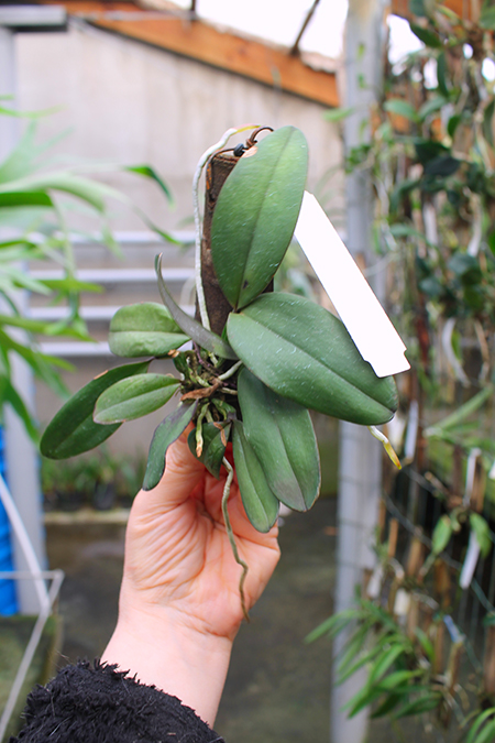 Cattleya schilleriana coerulea 'Caliman' x coerulea 'Gilson'.jpg