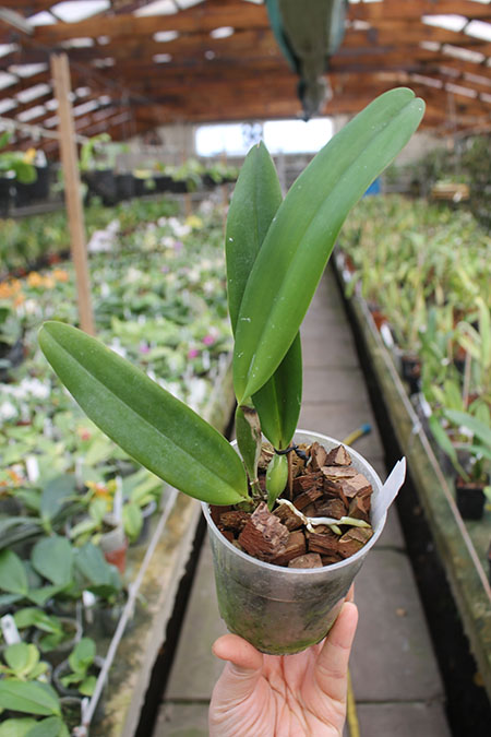 Cattleya schroederae.jpg