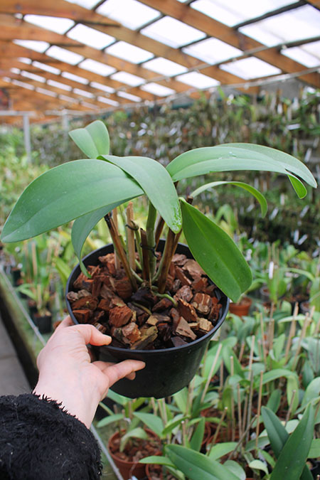 Cattleya leopoldii 'Dark Show' x Cattleya dowiana aurea 'Uraba-A'.jpg