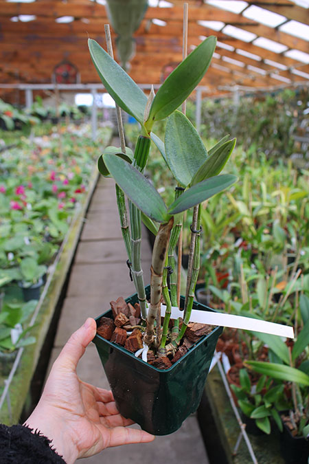 Cattleya harrisoniana coerulescens-perola x SELF.jpg