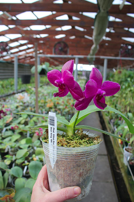 Phalaenopsis Mituo Sun 'Mituo #1' x Ld's Bear King 'RK-1'.jpg
