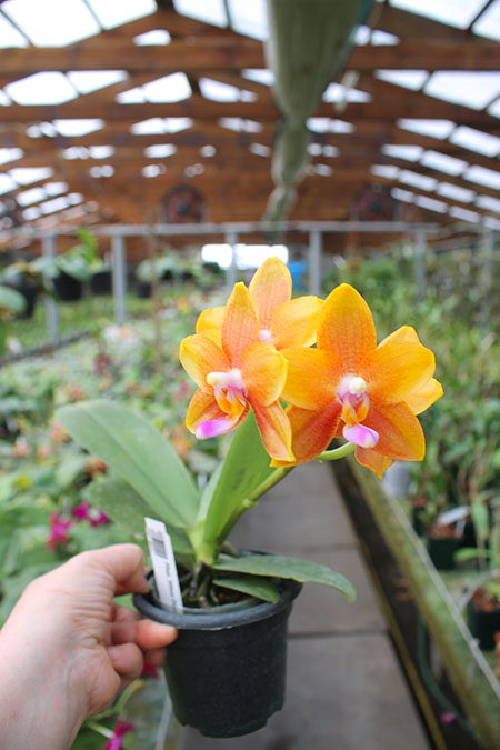 Phalaenopsis Miro Sun Beauty 'Goose Yellow'.jpg