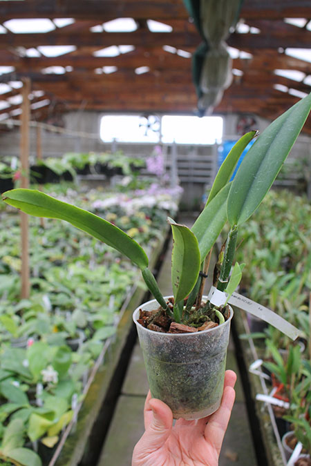 Cattleya maxima semi alba 'AWZ' x SELF.jpg