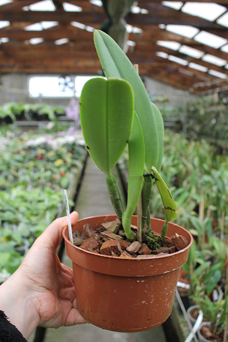 Cattleya maxima Ecuador.jpg