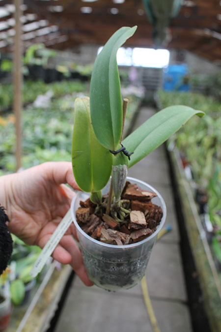 Cattleya jenmanii rubra ('HR Red Lip' x 'HR Grand Ruby').jpg