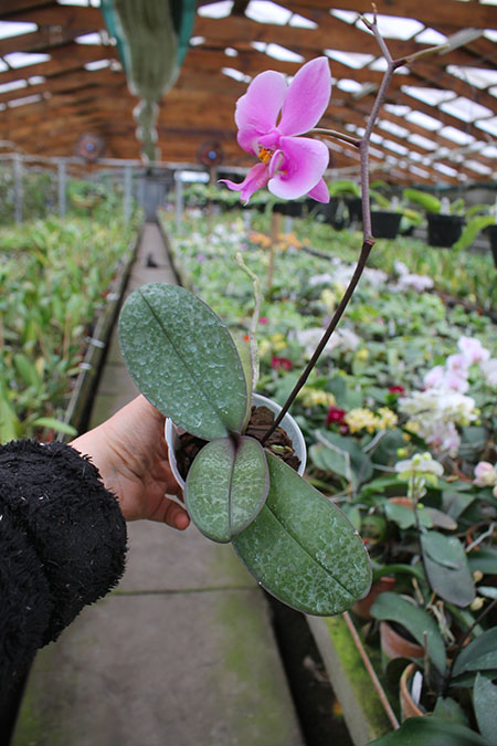 Phalaenopsis schilleriana 4N.jpg