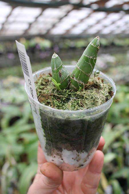 Clowesia Grace Dunn.jpg