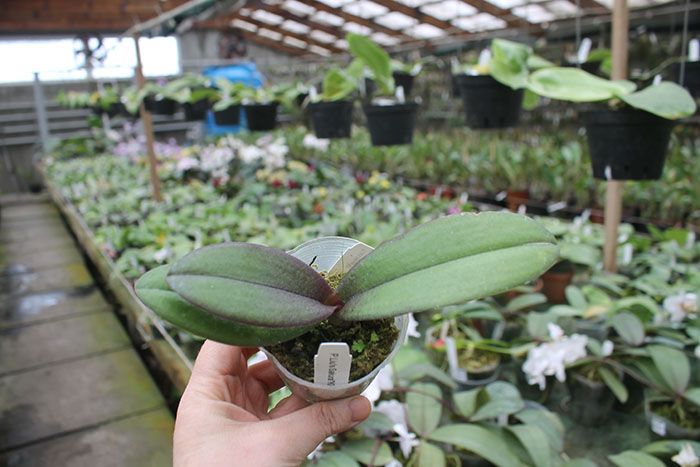 Doritaenopsis Lius Sakura KF.jpg