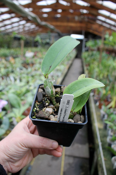 Cattleya violacea 'Crimson Glory' x walkeriana 'Morning Mist'.jpg