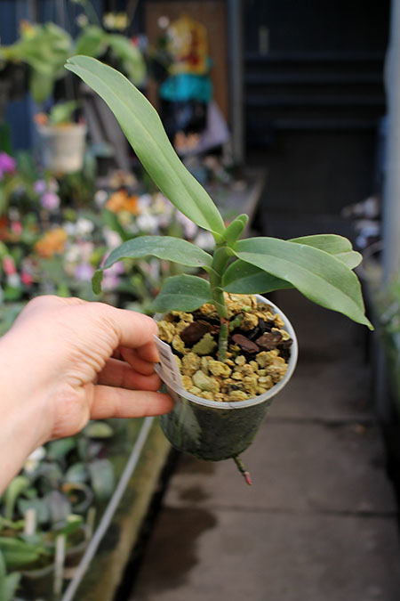 Esmeralda cathcartii.jpg