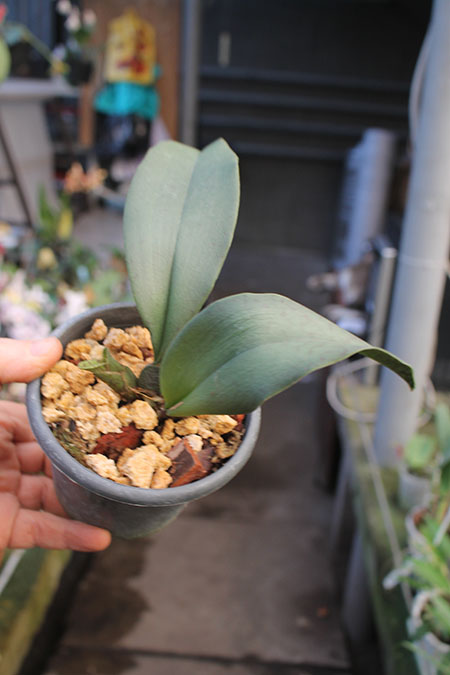 Psychopsis Mariposa Three Lip.jpg