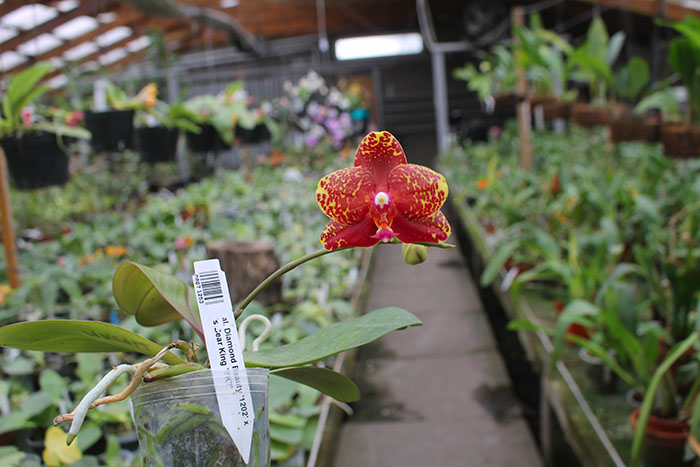 Phalaenopsis Diamond Beauty '1202' x Ld's Bear King 'YK7'.jpg
