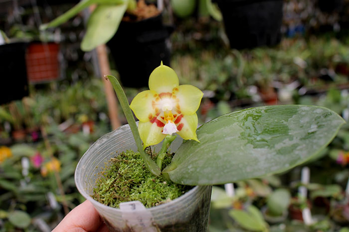 Phalaenopsis Chienlung Sweetheart ‘Light’ (clone).jpg