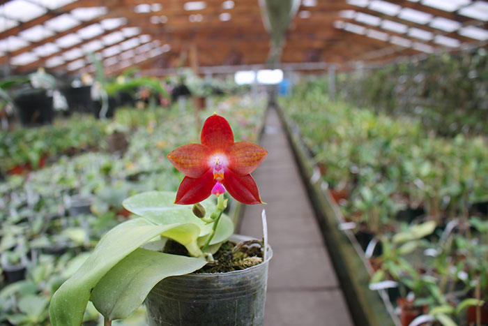 Phalaenopsis Yaphon Goodboy x Ld's Bear Queen.jpg