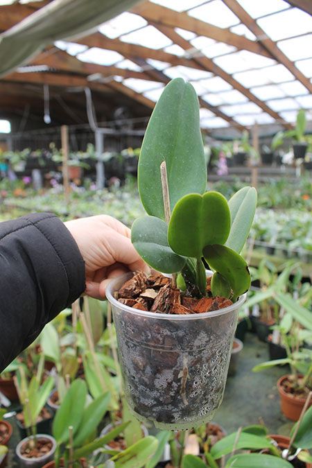 Cattleya warneri coerulea 'Todos os Santos' x warneri coerulea 'Raasch'.jpg