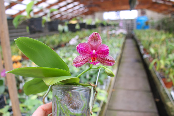 Phalaenopsis Mituo Sun 'Mituo #1' x Ld's Bear King 'YK-10'.jpg