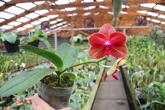 Phalaenopsis Mituo Sun 'Mituo #1' x Ld's Bear King 'YK-10'.jpg