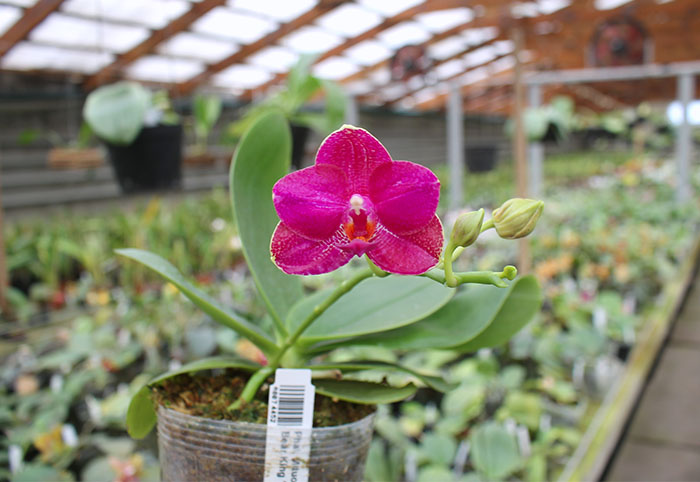 Phalaenopsis Mituo Sun 'Mituo #1' x Ld's Bear King 'RK-1'.jpg