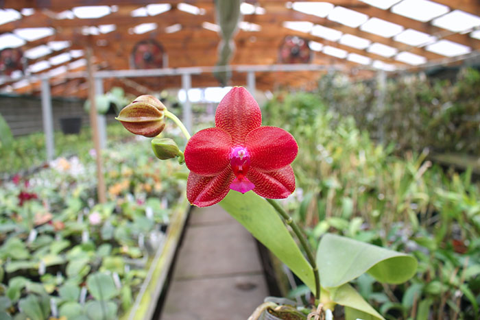 Phalaenopsis Mituo Sun 'Mituo #1' x Ld's Bear King 'YK-14'.jpg