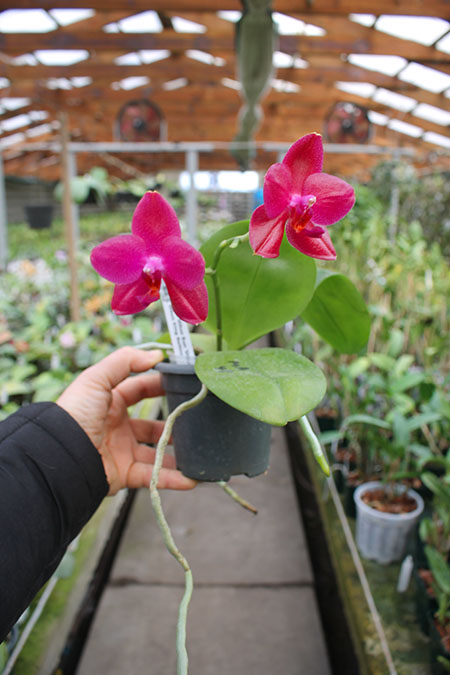 Phalaenopsis Mituo Sun 'Mituo#2' x Mituo King Bellina.jpg