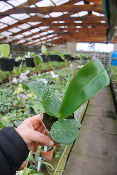 Phalaenopsis Tzu Chiang Chrisna.jpg