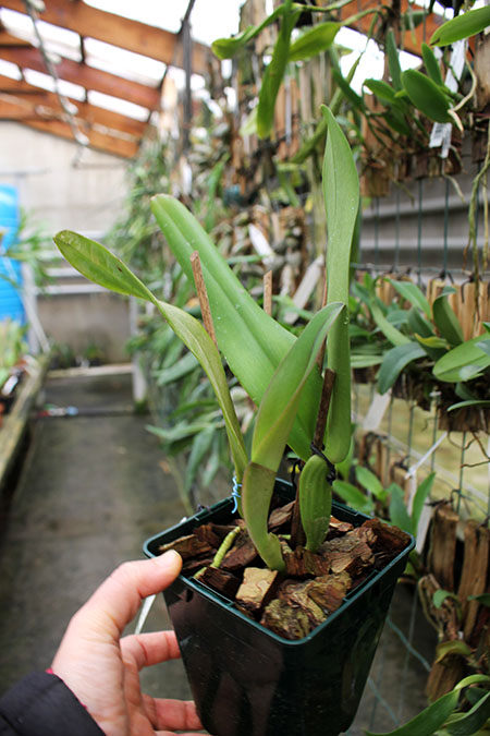 Cattleya warneri escura 'Corrego D'antas' x Cattleya warneri escura integra orlata.jpg