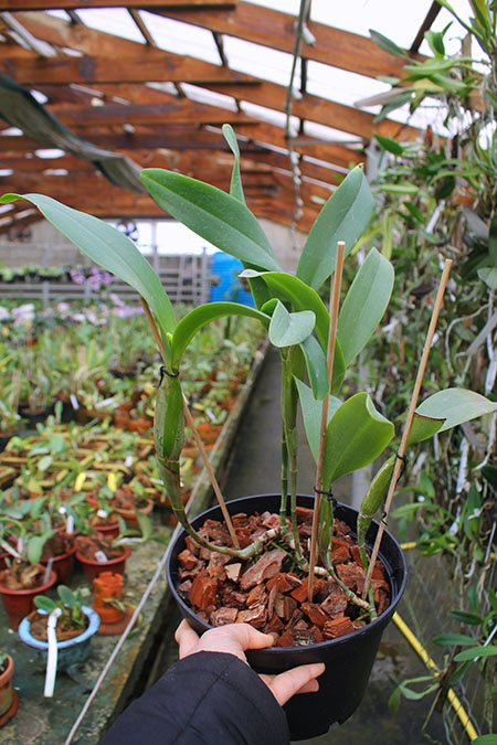 Cattleya skinneri.jpg