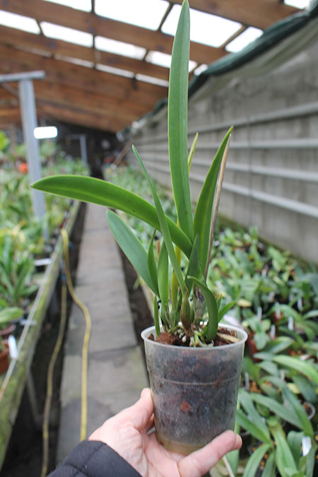 Brassocattleya Jairak Canary x Encyclia randii.jpg