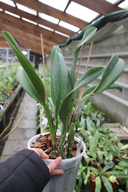 Potinara Haw Yuan Gold 'YC#2'.jpg