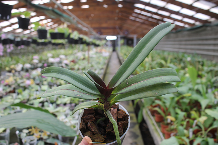 Rhynchostylis gigantea red.jpg
