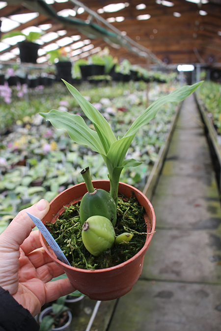 Lycaste leucantha x Auburn '392-3'.jpg