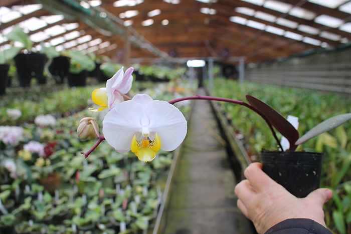 Phalaenopsis (philippinensis 'Kung Sir' x amabilis 'Sabah').jpg