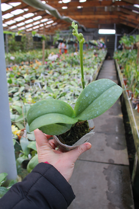 Phalaenopsis Jiaho Summer Love.jpg