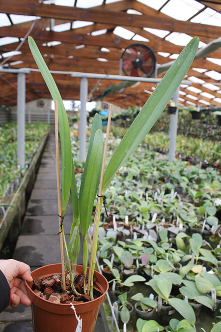 Laelia purpurata (Anelata 'Adans' x Anelata).jpg