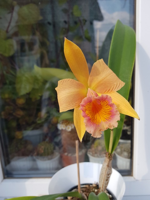 Laeliocattleya Carolina Wren 'Walter Smith'