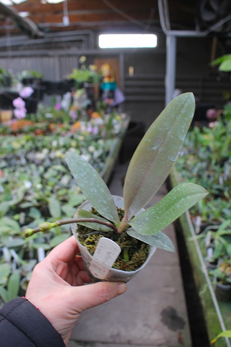 Phalaenopsis (Brother Sara Gold x Chiada Spark) 'ES'.jpg