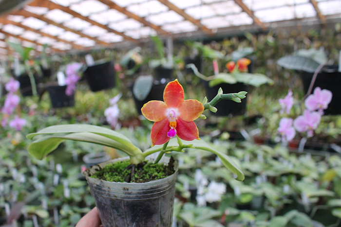 Phalaenopsis amboinensis x Phalaenopsis Penang Girl.jpg